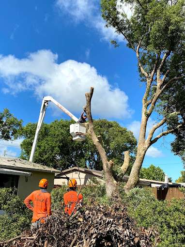 A to Z tree removal service LLC