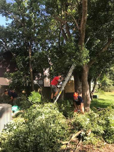 A to Z tree removal service LLC