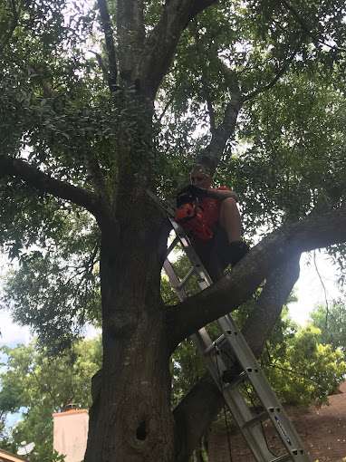 A to Z tree removal service LLC